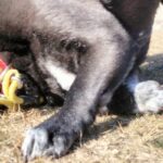 お出かけ中の犬が、突然地面に耳を当てて…センスを感じる『飼い主の一言』に4万いいね集まる「きっと聞こえてるｗ」「最高に可愛い顔」と絶賛(ブログ)