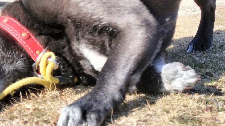 お出かけ中の犬が、突然地面に耳を当てて…センスを感じる『飼い主の一言』に4万いいね集まる「きっと聞こえてるｗ」「最高に可愛い顔」と絶賛(ブログ)