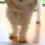 『どうしてそうなった』窓際で困った顔をする犬→様子を見てみると、カーテンが…まさかの『完全に詰んだ光景』に爆笑「天才ｗｗ」「最高すぎる」(ブログ)