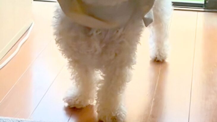 『どうしてそうなった』窓際で困った顔をする犬→様子を見てみると、カーテンが…まさかの『完全に詰んだ光景』に爆笑「天才ｗｗ」「最高すぎる」(ブログ)