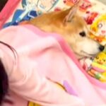 同居犬が亡くなり、元気がない犬→心配した娘が『毛布』を貸してあげて…涙あふれる『無償の愛を感じる行動』に反響「優しい子」「心強いね」(ブログ)