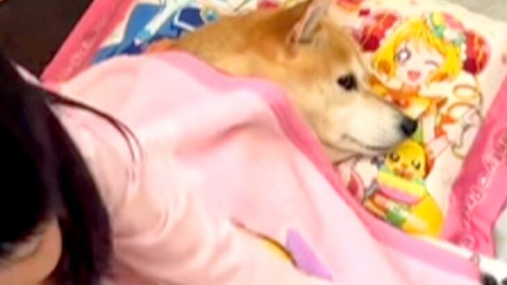 同居犬が亡くなり、元気がない犬→心配した娘が『毛布』を貸してあげて…涙あふれる『無償の愛を感じる行動』に反響「優しい子」「心強いね」(ブログ)