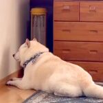 暖かくなってきたので、ストーブを片付けた結果→犬が絶望して…絶対に無視できない『つけてのお願い』が23万再生「分かりやすｗ」「仕草最高」(ブログ)