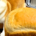焼きたてパンを『パンみたいな犬』の前に出してみた結果→まさかのライバル認定？ブチギレる光景が20万再生「因縁の対決で草」「威厳がｗｗ」(ブログ)