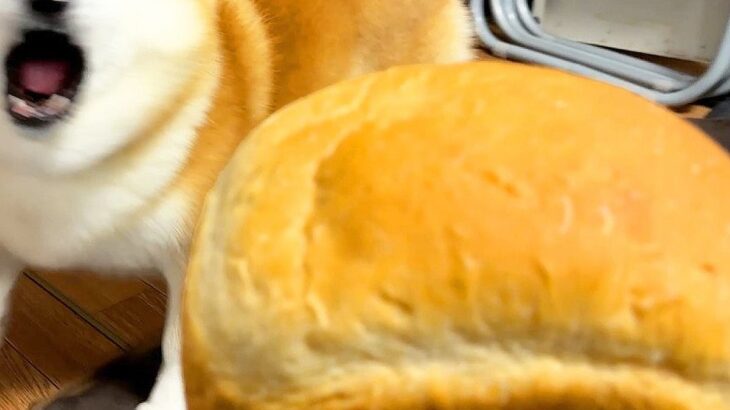 焼きたてパンを『パンみたいな犬』の前に出してみた結果→まさかのライバル認定？ブチギレる光景が20万再生「因縁の対決で草」「威厳がｗｗ」(ブログ)