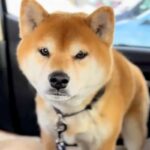 入院していた女性が『1ヵ月ぶりに愛犬と再会した』結果→喜ぶと思ったら…人間のような『拗ね方』が8万再生「寂しかったんだよね」「可愛い」(ブログ)