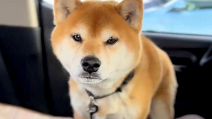 入院していた女性が『1ヵ月ぶりに愛犬と再会した』結果→喜ぶと思ったら…人間のような『拗ね方』が8万再生「寂しかったんだよね」「可愛い」(ブログ)