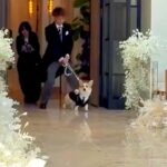 結婚式でリングドッグに挑戦した犬→リハーサルではうまくいかず…本番で見せた『まさかの展開』が14万再生「素晴らしいよ」「感動した」(ブログ)