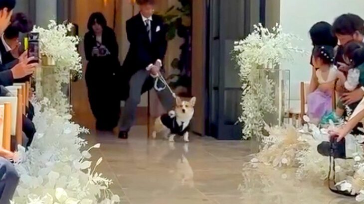 結婚式でリングドッグに挑戦した犬→リハーサルではうまくいかず…本番で見せた『まさかの展開』が14万再生「素晴らしいよ」「感動した」(ブログ)