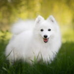 日本スピッツ｜犬種の特徴と性格、飼い方や価格相場まで解説(ブログ)
