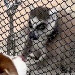 動物園で手を伸ばしてきた猿→大型犬が『撫でてもらえる！』と思ってしまい…可愛すぎる『勘違い』に1万いいね「耳がｗｗ」「仲良くなれそう」(ブログ)