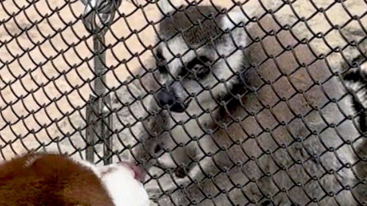 動物園で手を伸ばしてきた猿→大型犬が『撫でてもらえる！』と思ってしまい…可愛すぎる『勘違い』に1万いいね「耳がｗｗ」「仲良くなれそう」(ブログ)