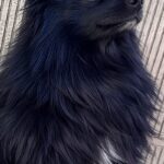 ママが撮影した『かっこいい犬の写真』→パパが撮ると…？まるで別犬のようになる『違い』が93万表示「笑顔になった」「どっちも可愛いｗｗ」(ブログ)