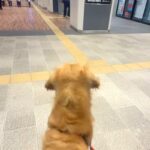 家族を駅までお迎えに来た大型犬→『遠くにいる』と気付いた瞬間に…想像を超える『喜び方』が尊すぎると反響「なんて羨ましい」「お利口さん」(ブログ)