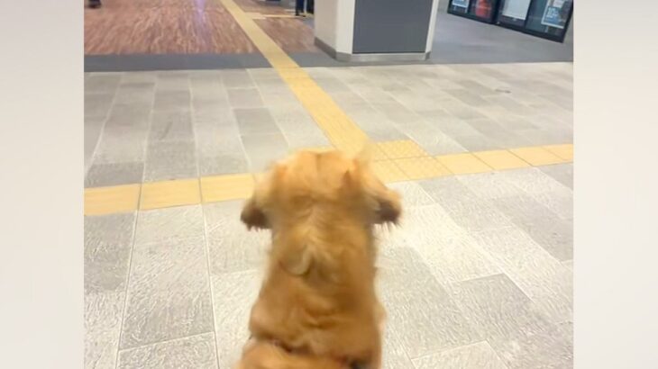 家族を駅までお迎えに来た大型犬→『遠くにいる』と気付いた瞬間に…想像を超える『喜び方』が尊すぎると反響「なんて羨ましい」「お利口さん」(ブログ)