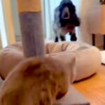『絶対に負ける戦いに挑む猫』→走ってくる犬に向かっていき…まさかの『当たり屋すぎる光景』が34万再生「芸術点高すぎｗ」「素晴らしい根性」(ブログ)