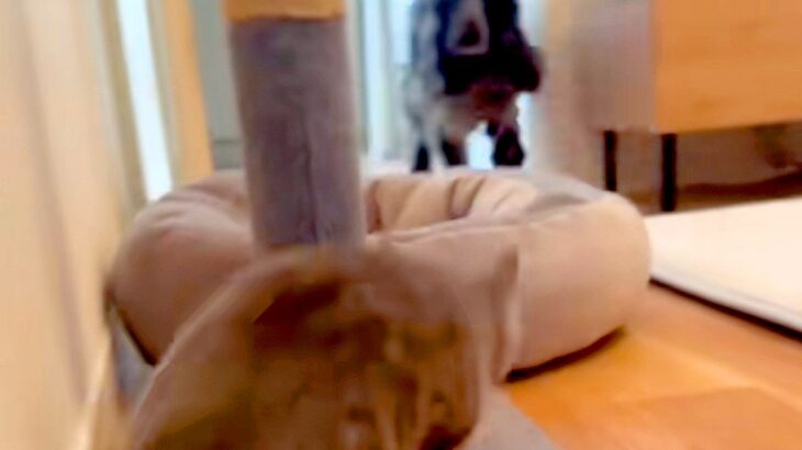 『絶対に負ける戦いに挑む猫』→走ってくる犬に向かっていき…まさかの『当たり屋すぎる光景』が34万再生「芸術点高すぎｗ」「素晴らしい根性」(ブログ)