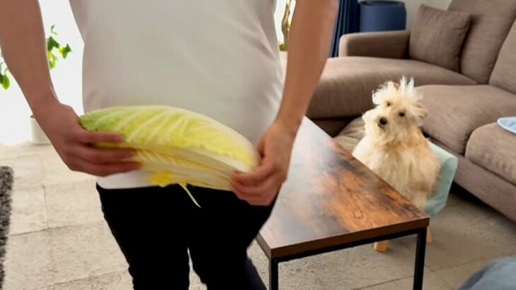 ガン手術を乗り越え、退院した犬→お祝いに『大好きな白菜』を用意した結果…涙腺崩壊する光景が133万再生「私が白菜育てる」「泣いてしまう」(ブログ)
