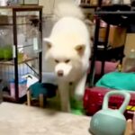 トイレができた秋田犬を『スゴイ！』とみんなで褒めちぎった結果→思わず吹く『シュール過ぎる光景』が132万再生「ゴールパフォーマンスで草」(ブログ)
