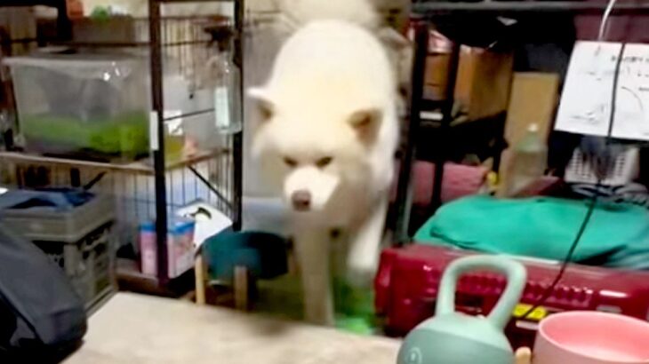 トイレができた秋田犬を『スゴイ！』とみんなで褒めちぎった結果→思わず吹く『シュール過ぎる光景』が132万再生「ゴールパフォーマンスで草」(ブログ)
