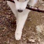 『長い木を持ち帰りたい大型犬』VS『阻止したい飼い主』微笑ましい攻防戦に2万いいね集まる「表情が良すぎるｗｗ」「フェイントかけてて草」(ブログ)