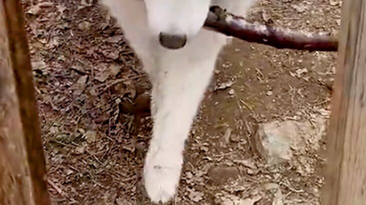『長い木を持ち帰りたい大型犬』VS『阻止したい飼い主』微笑ましい攻防戦に2万いいね集まる「表情が良すぎるｗｗ」「フェイントかけてて草」(ブログ)