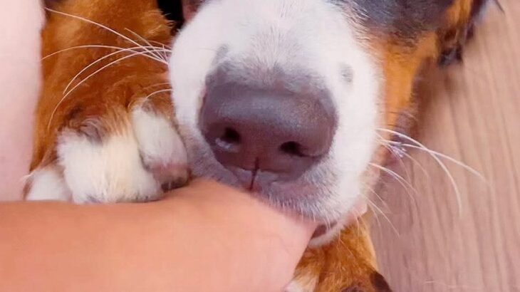 飼い主の親指が大好きな超大型犬→いつもおしゃぶりをして…見た目とは裏腹な『赤ちゃんすぎる光景』が61万再生「おっきい子供」「幸せそう」(ブログ)