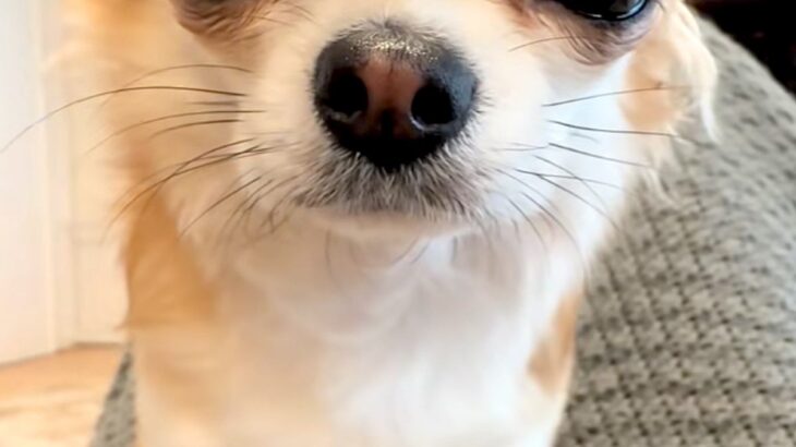 『睡魔と戦うチワワ』がSNSで話題　眠いけれど『必死に起きようとする光景』が6万再生「なんで勝手に眠気と戦うのｗｗ」「可愛くてたまらん」(ブログ)