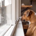 『留守番が苦手な犬』の共通点4選　孤独を感じやすいワンコの特徴や対策までご紹介(ブログ)
