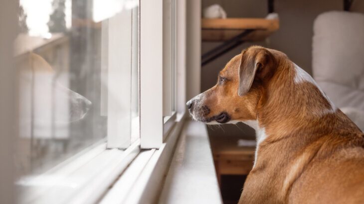 『留守番が苦手な犬』の共通点4選　孤独を感じやすいワンコの特徴や対策までご紹介(ブログ)