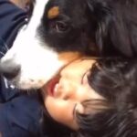 幼少期から犬たちと一緒に育った女の子→『どんな子になるかな』と思ったら…素敵すぎる『成長記録』が27万再生「優しい子」「感動した、最高」(ブログ)