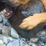 『大きくて持って帰れないよ』川で”お気に入りの石”を見つけた犬→普段は大人しいのに…まさかの豹変が238万再生「必死ｗｗ」「子供みたい」(ブログ)