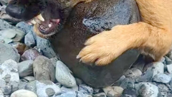 『大きくて持って帰れないよ』川で”お気に入りの石”を見つけた犬→普段は大人しいのに…まさかの豹変が238万再生「必死ｗｗ」「子供みたい」(ブログ)