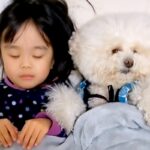 犬を『人間と同じように育てた』結果→娘とお布団で一緒に眠って…思わず笑ってしまう『寝相』が258万再生「最後可愛いｗ」「真似してる？」(ブログ)