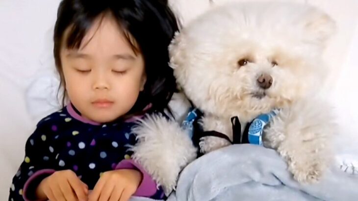 犬を『人間と同じように育てた』結果→娘とお布団で一緒に眠って…思わず笑ってしまう『寝相』が258万再生「最後可愛いｗ」「真似してる？」(ブログ)
