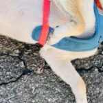 『犬を触っていいですか？』と聞かれたので、ふと犬に目を向けたら…会話中の『まさかの光景』に10万いいね「たまらん」「ワシャワシャしたい」(ブログ)