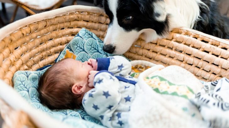 犬の『精神年齢』とは？落ち着いた性格のワンコの共通点や判断する方法までご紹介(ブログ)