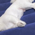来客用のマットを出したら、犬が上で眠ってしまい…起こしたくなくなる『尊い表情』に2万いいね「なんて愛おしいの」「来客との謎の時間ｗｗ」(ブログ)