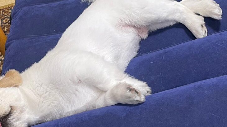 来客用のマットを出したら、犬が上で眠ってしまい…起こしたくなくなる『尊い表情』に2万いいね「なんて愛おしいの」「来客との謎の時間ｗｗ」(ブログ)