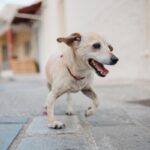 犬が『足を引きずって歩く』理由6つ　今すぐに病院へ連れて行くべき症状とは？(ブログ)