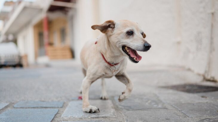 犬が『足を引きずって歩く』理由6つ　今すぐに病院へ連れて行くべき症状とは？(ブログ)