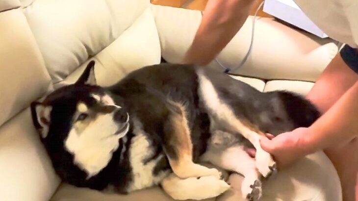 いつもお父さんが座っている場所を占領した犬→全然どいてくれなくて…仁義なき『席取り合戦』が面白いと反響「幸せそうｗ」「可愛いので許せる」(ブログ)