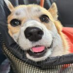 ドッグランに出かけた犬の『行き』と『帰り』を比較した結果…思った以上に『疲れ果てた表情』が121万表示「電池切れしてるｗ」「可愛すぎる」(ブログ)
