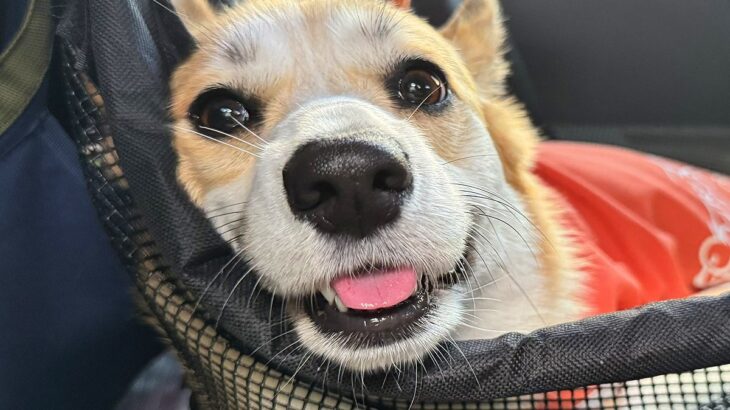 ドッグランに出かけた犬の『行き』と『帰り』を比較した結果…思った以上に『疲れ果てた表情』が121万表示「電池切れしてるｗ」「可愛すぎる」(ブログ)