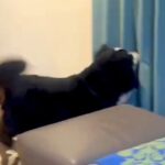 犬に内緒で『2ヶ月ぶりの帰省』→カーテンの裏に隠れてみた結果…素敵すぎる『気付いた瞬間の光景』が29万再生「犬の愛は無条件」「嬉しいね」(ブログ)