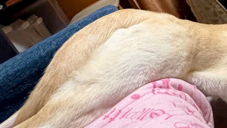 『絶対犬じゃないｗｗ』ソファから滑り落ちるワンコを撮影→脳が追い付かない『衝撃的な一枚』に22万いいね「犬なわけなさすぎる」「ツチノコ」(ブログ)