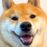 ニコニコの犬に『明日、病院』と伝えた結果→笑顔が消えて…わかりやす過ぎる『表情』が69万再生「ゲッソリしてて草」「中に人が入ってるｗ」(ブログ)