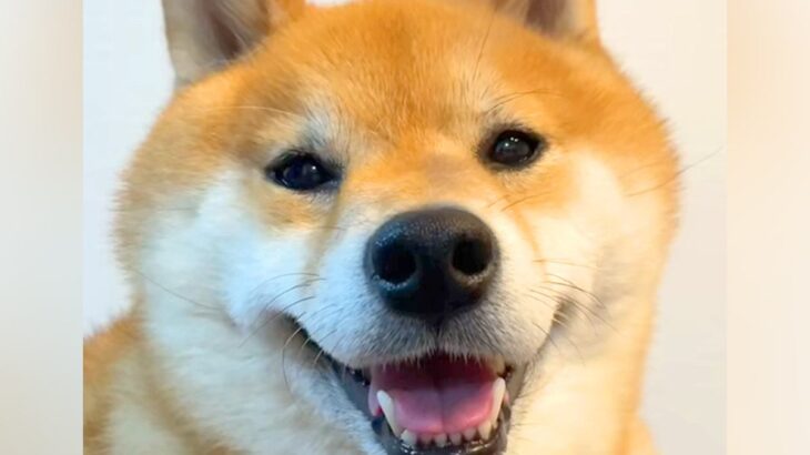 ニコニコの犬に『明日、病院』と伝えた結果→笑顔が消えて…わかりやす過ぎる『表情』が69万再生「ゲッソリしてて草」「中に人が入ってるｗ」(ブログ)