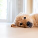 室内犬にしてはいけない『絶対NG行為』５選　愛犬の命に関わるタブー行動とは？(ブログ)