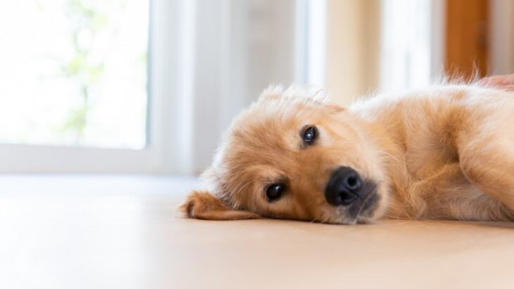 室内犬にしてはいけない『絶対NG行為』５選　愛犬の命に関わるタブー行動とは？(ブログ)